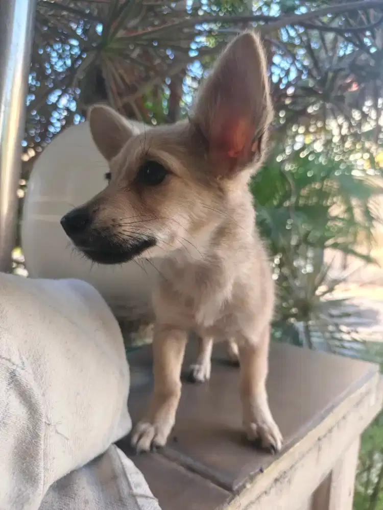 Anakan Anjing Betina 3 Bulan - Mix Corgi