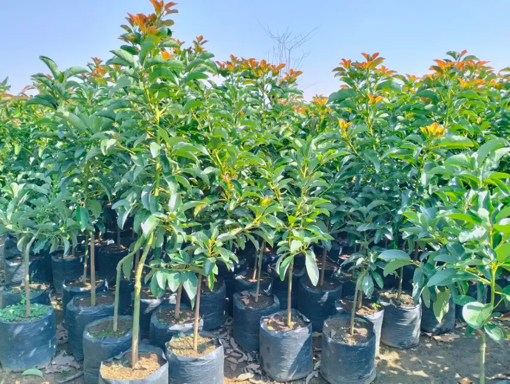 Bibit alpukat pluwang polybag 40