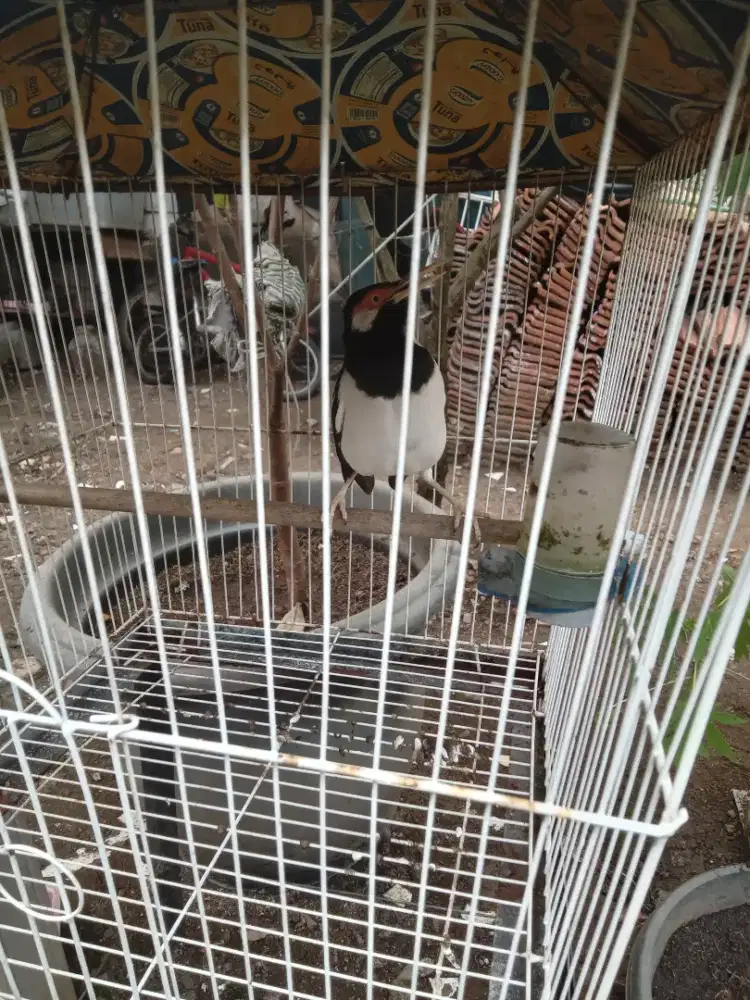 Di jual burung jalak suren gacor