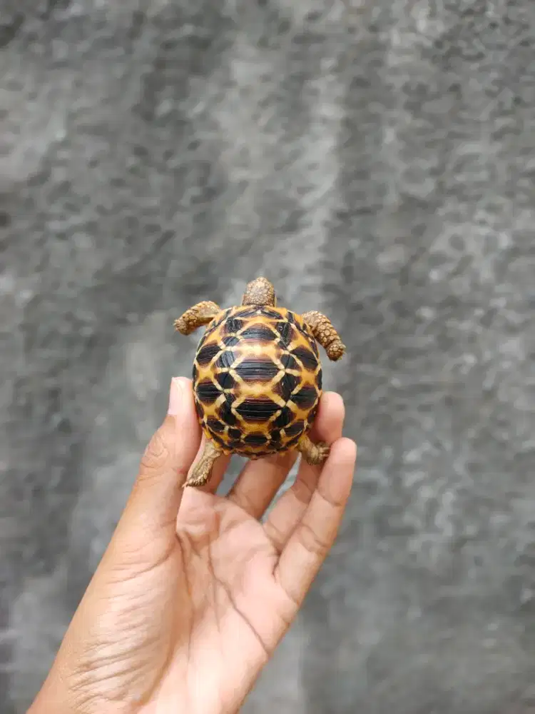 Indian star SALE 5-5,5cm
