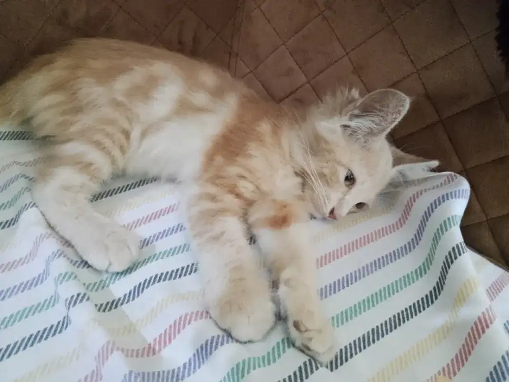 Anak Kucing Lucu Lucu