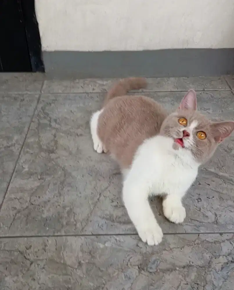 BRITISH SHORTHAIR / BSH LILAC