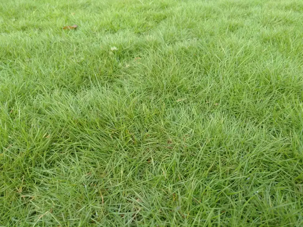Rumput Swis//Rumput taman