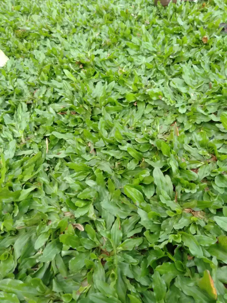 Rumput gajah mini