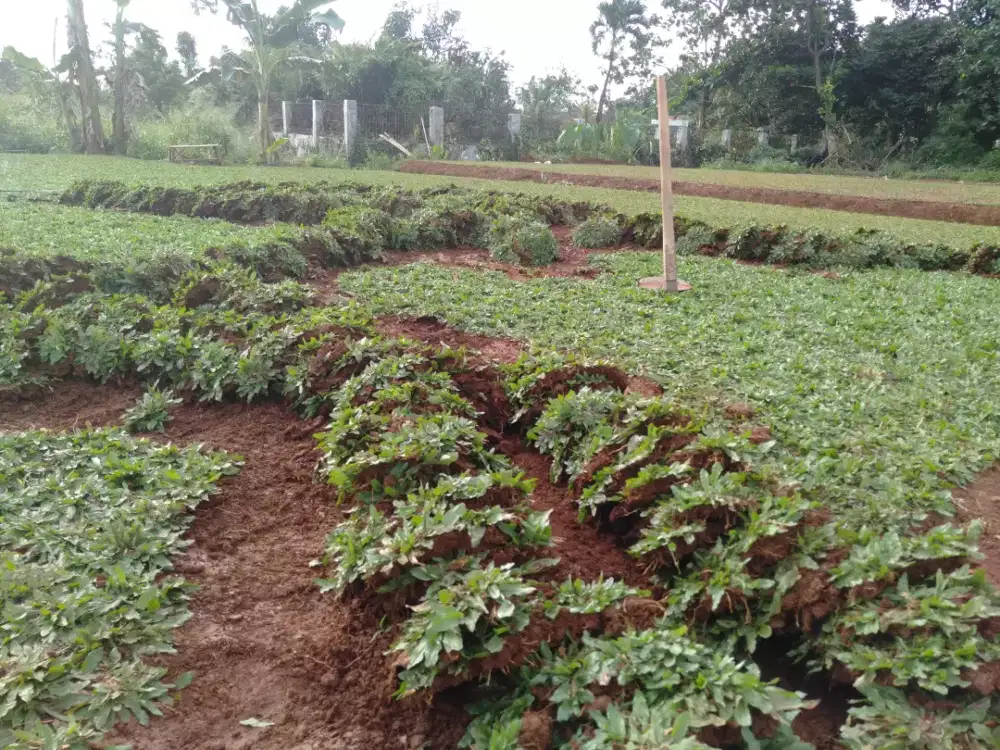 Jual rumput gajah mini