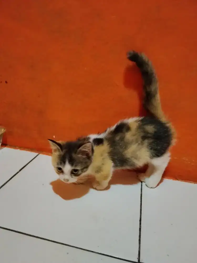 KUCING MUNCHKIN