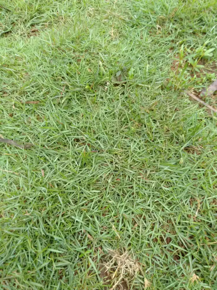 Rumput Peking//rumput Jepang