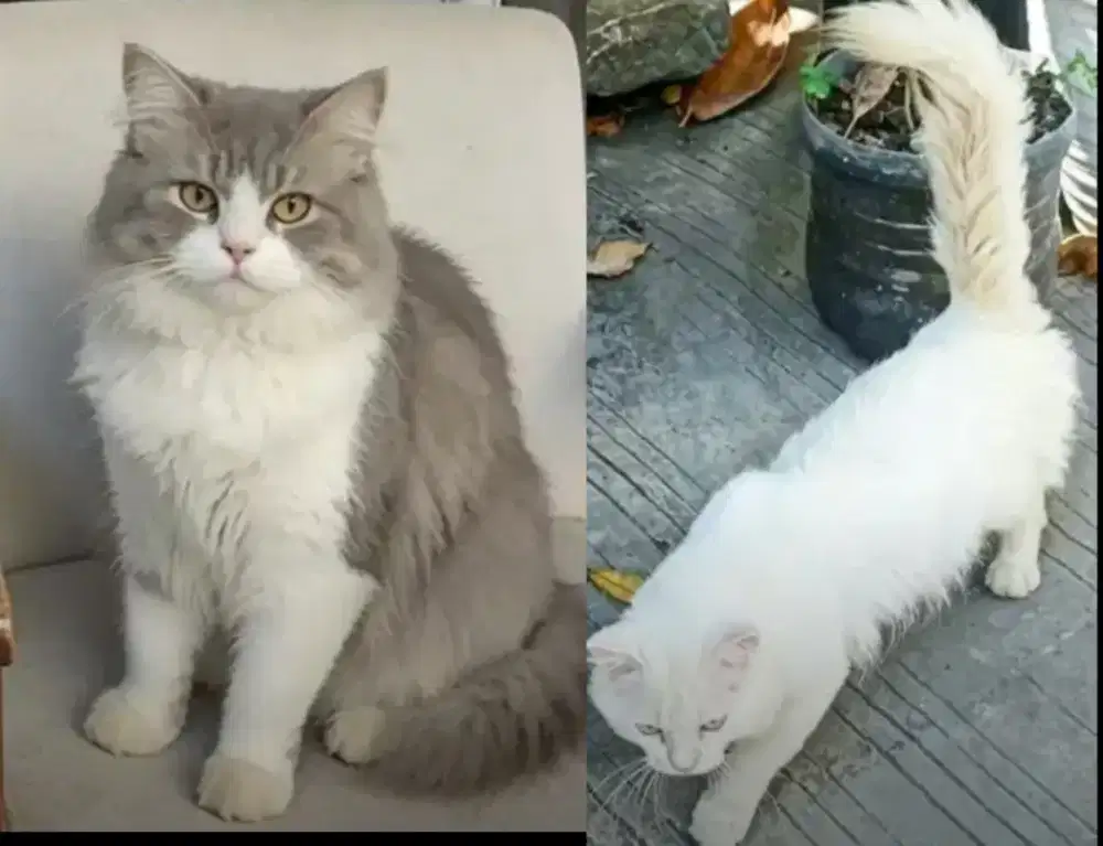 1 pasang kucing persia betina 8 bulan dan jantang putih 1 tahun
