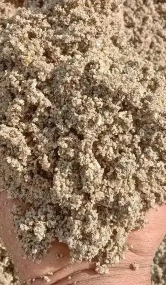 Pasir ciomas 7kubik full padat