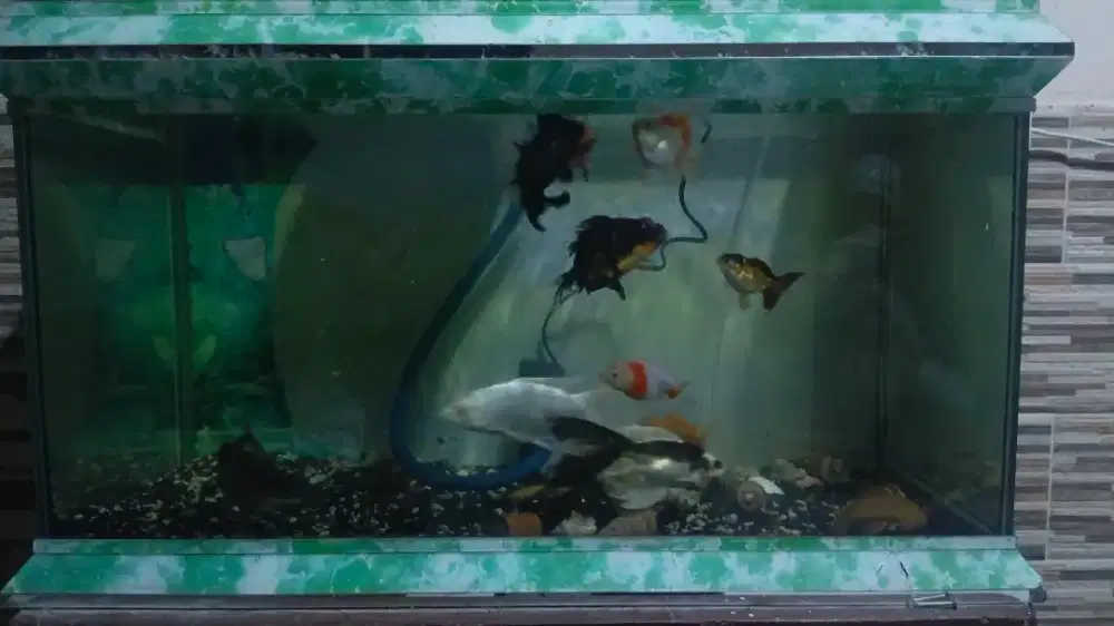 Ikan koi borongan 3 ekor