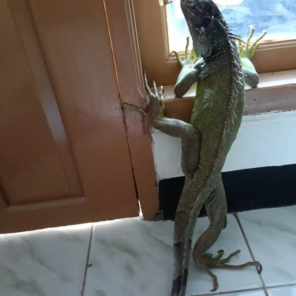 DIJUAL IGUANA HIJAU