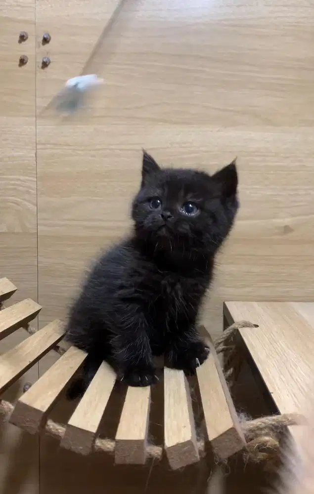 BRITISH SHORTHAIR BLACK