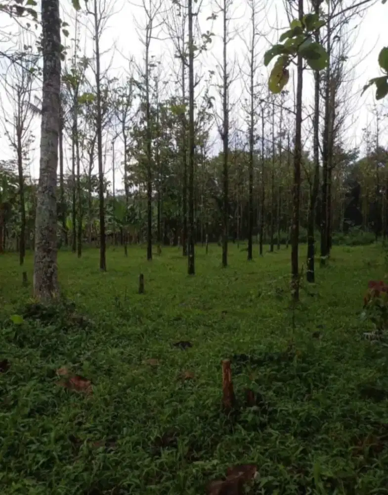 JUAL CEPAT: Tanah Kebun Jati SHM 2.482m² – TERIMA BERES Balik Nama!