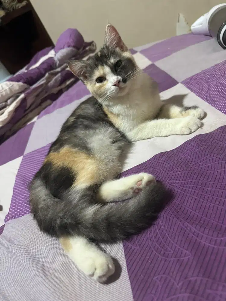 Kucing Mix Scootish vs BSH