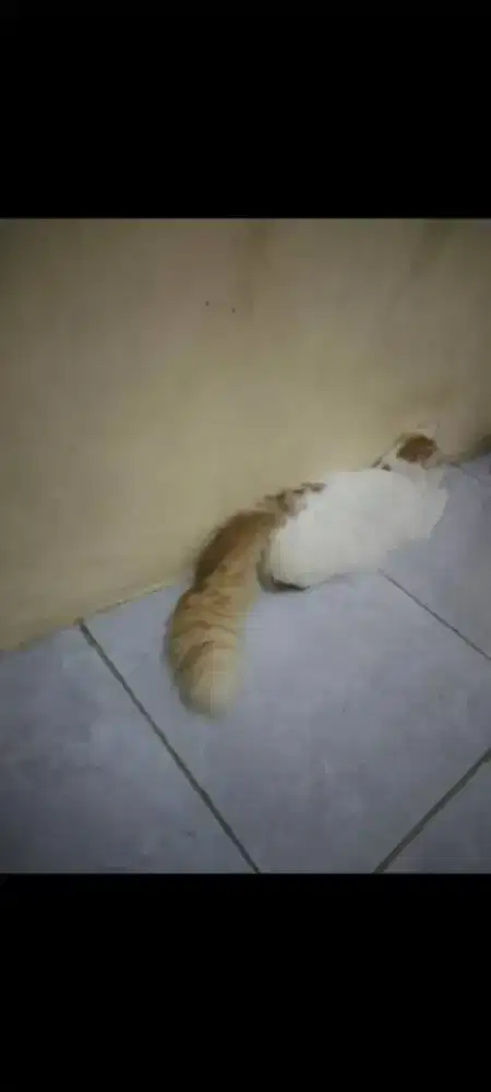 KUCING PERSIA ( BETINA )