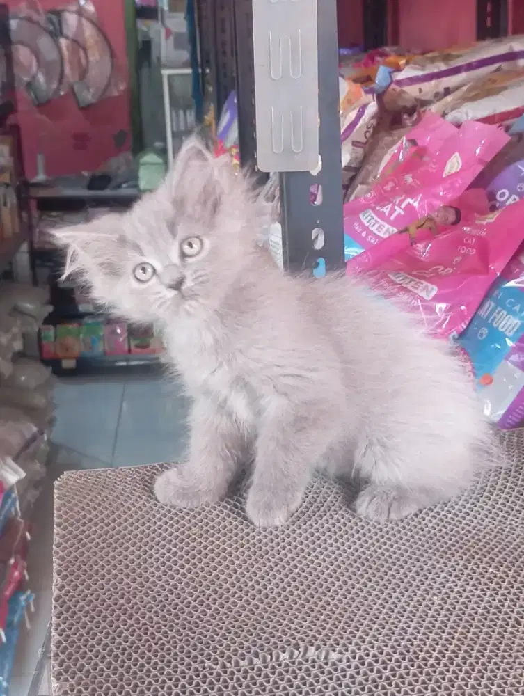 Kucing persia kitten betina warna unik