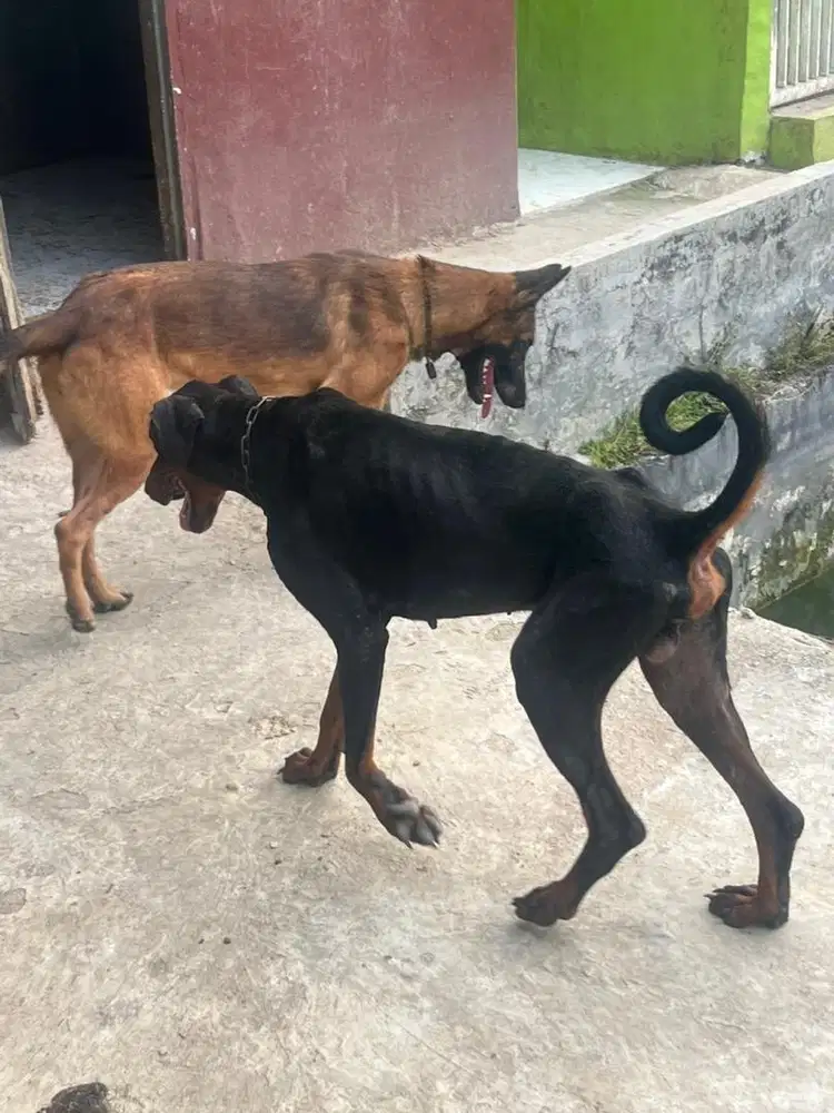 Dijual Doberman
