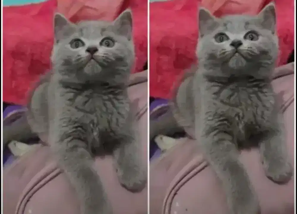 Kucing kitten British shorthair Bluesolid Femalle super cute