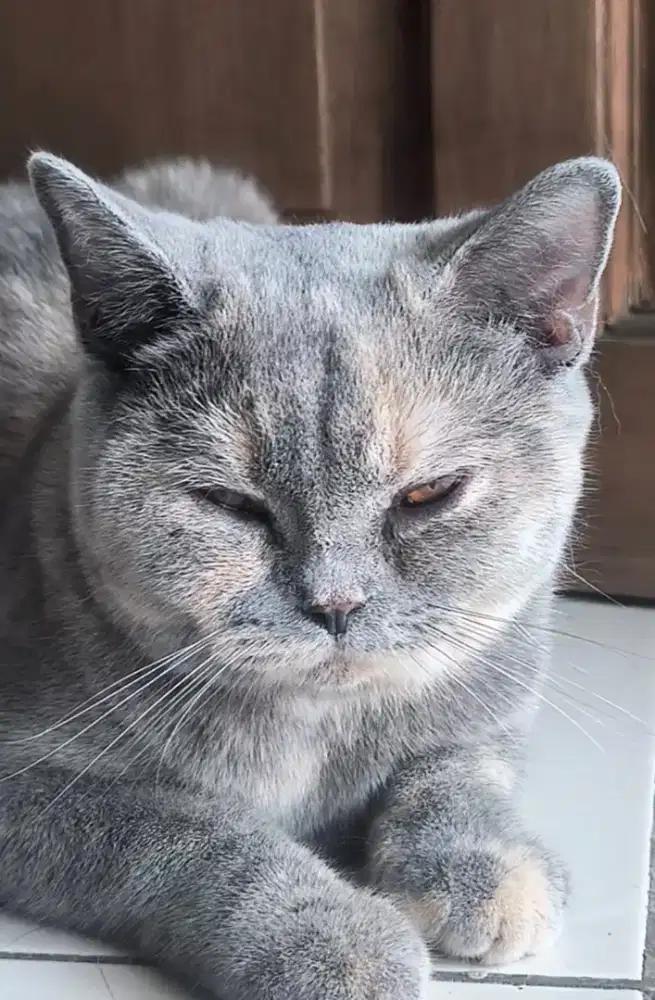 British shorthair blue tortie