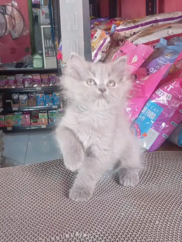 Kucing persia kitten betina