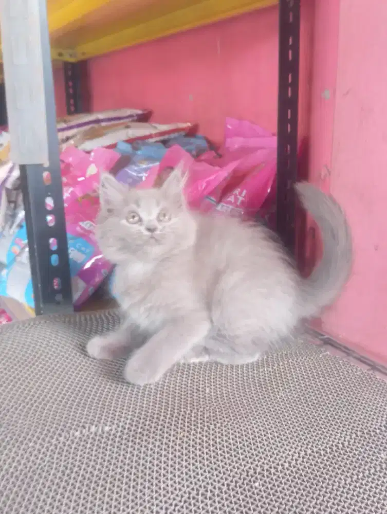 Kucing persia kitten betina