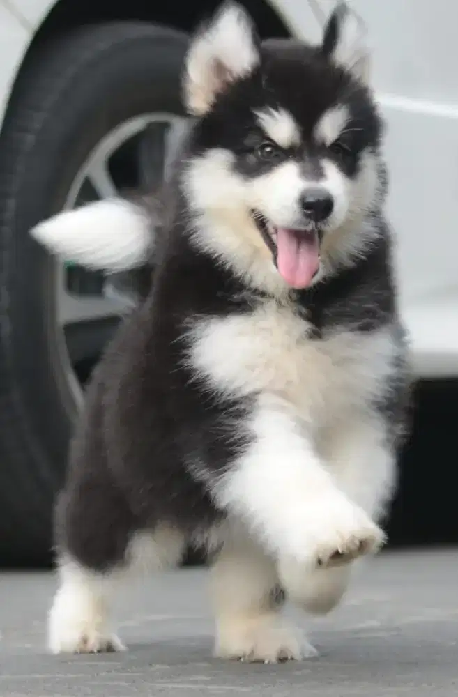 ALASKAN MALAMUTE PUPPY