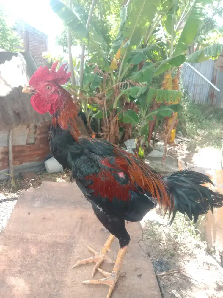 ayam Siam muda wilah