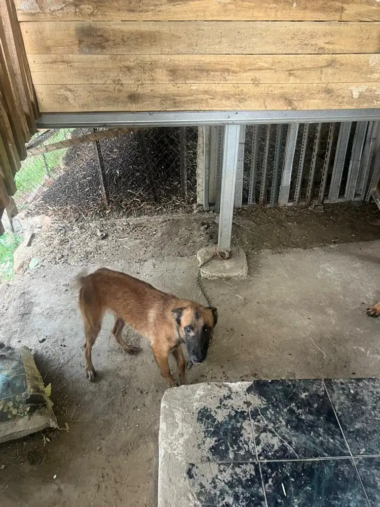 Malinois Betina