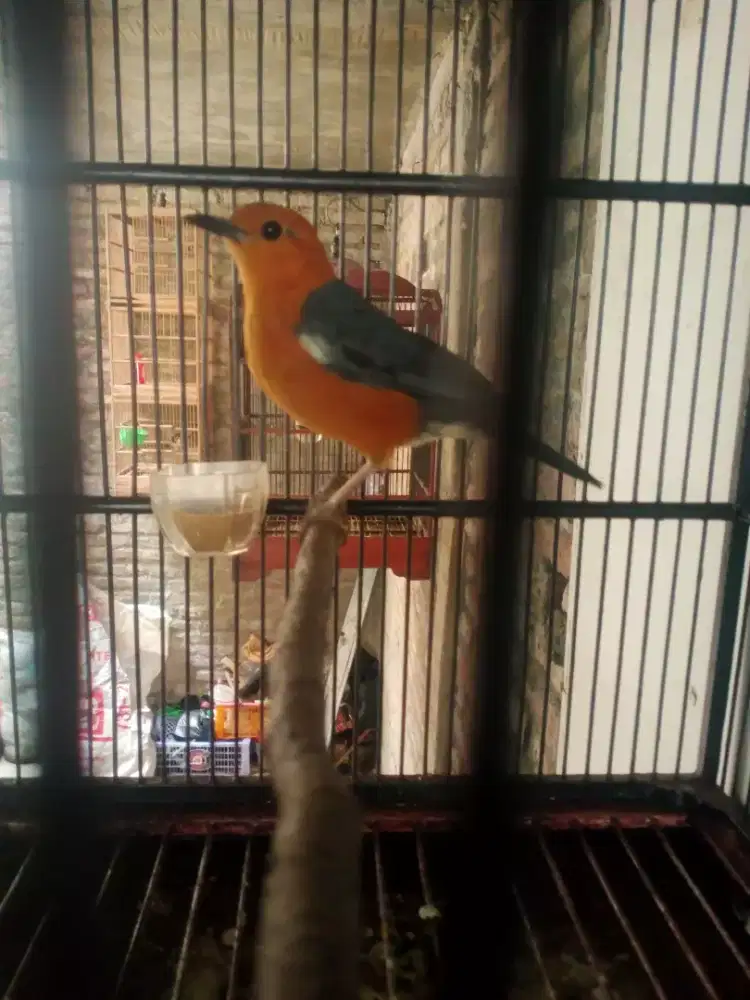 Am.anis merah bulu baru