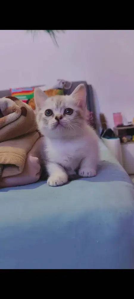 Bsh mix munchkin Gaelic