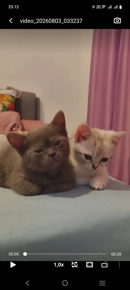 Bsh mix munchkin Gaelic