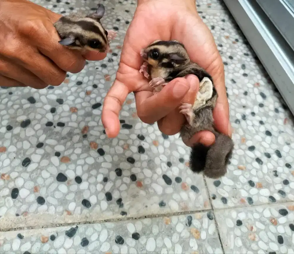Suger glider sepasang