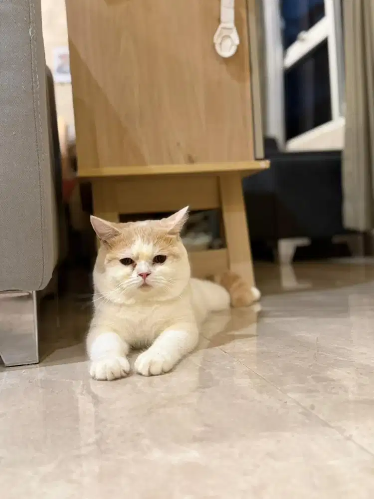 Kucing bsh jantan murah