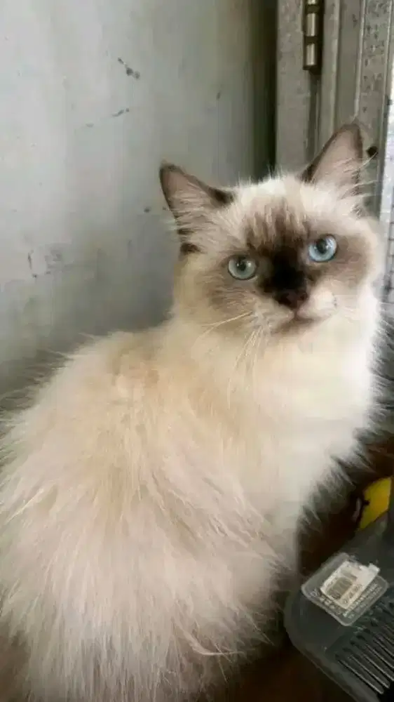 Jual kucing himalaya betina