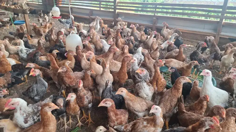 Ayam Kampung, DOC Ayam Kampung