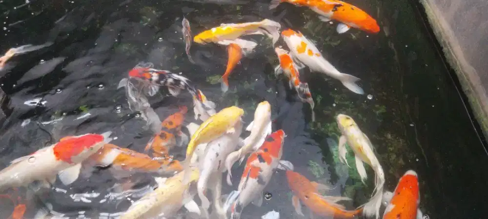 Ikan Koi Rumahan