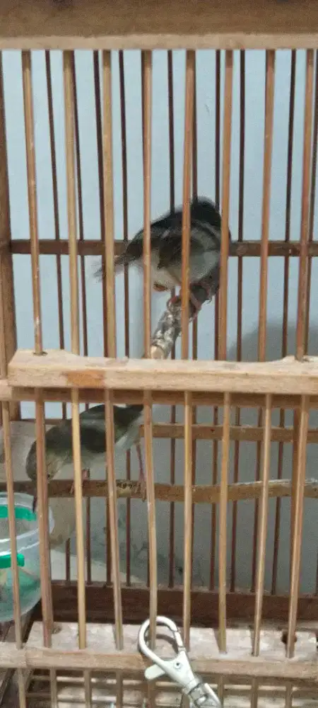 Di jual prenjak atas sepasang + kandang