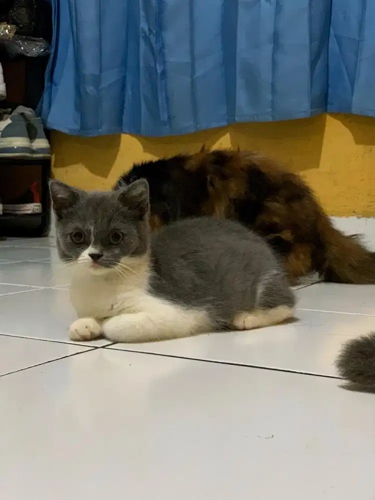 Kitten BSH x Scottish fold (NS)