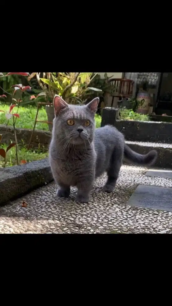 Jasa pacak kucing bsh munchkin
