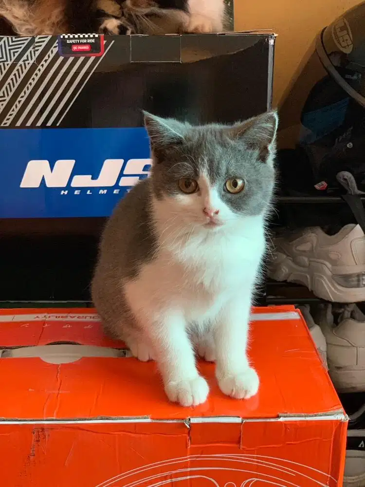 BSH x Scottish Fold (NS)
