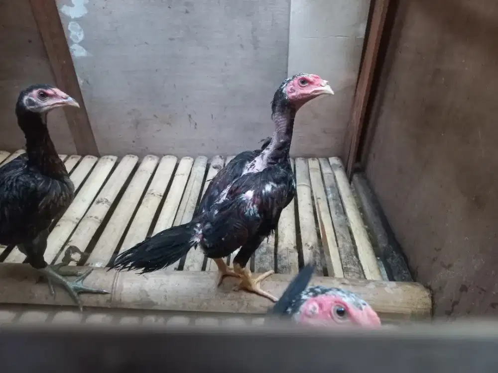 Ayam Bangkok super 3 ekor ( 2 jago ,1 betina )