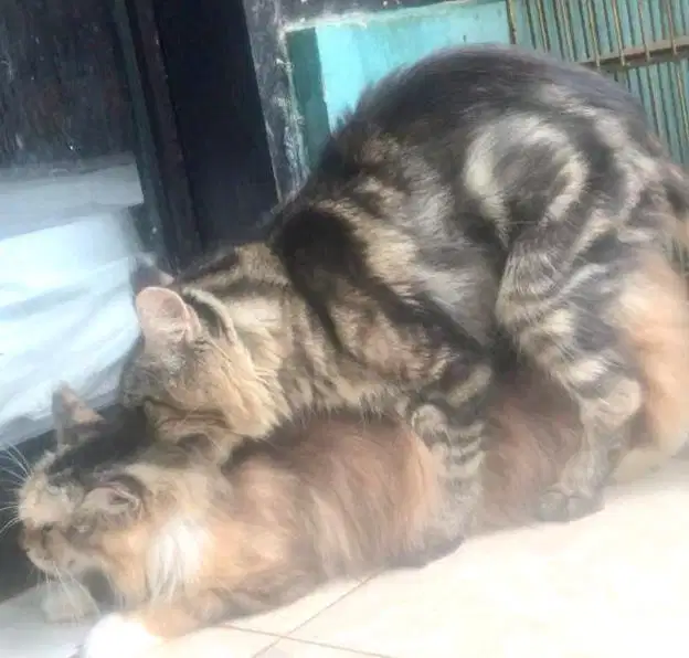 Jasa pacak kucing mainecoon