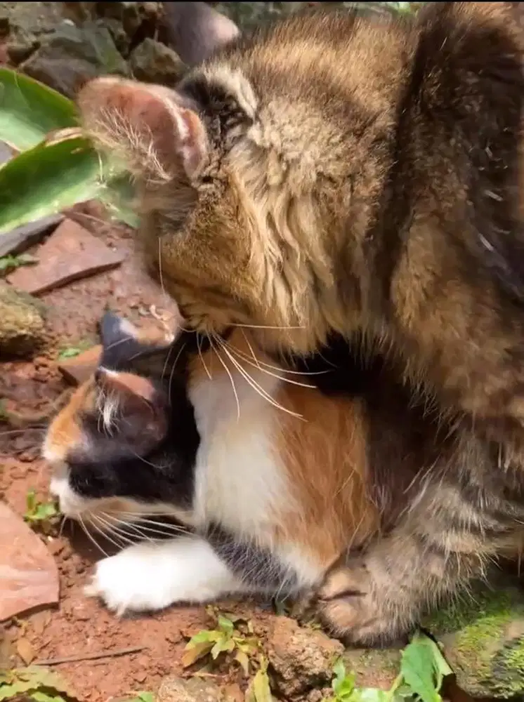 Jasa pacak kucing mainecoon
