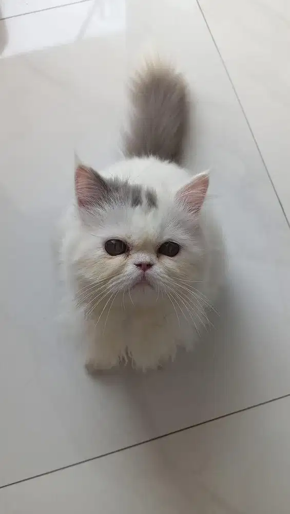 Kitten flatnose