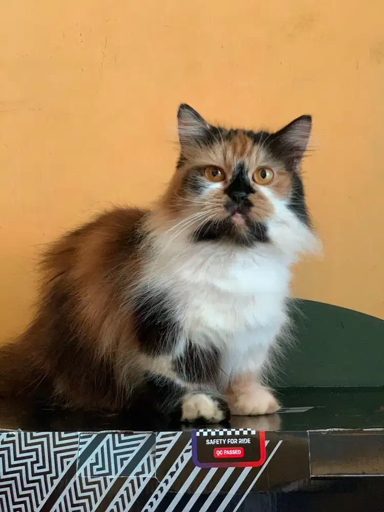 Persian Munchkin