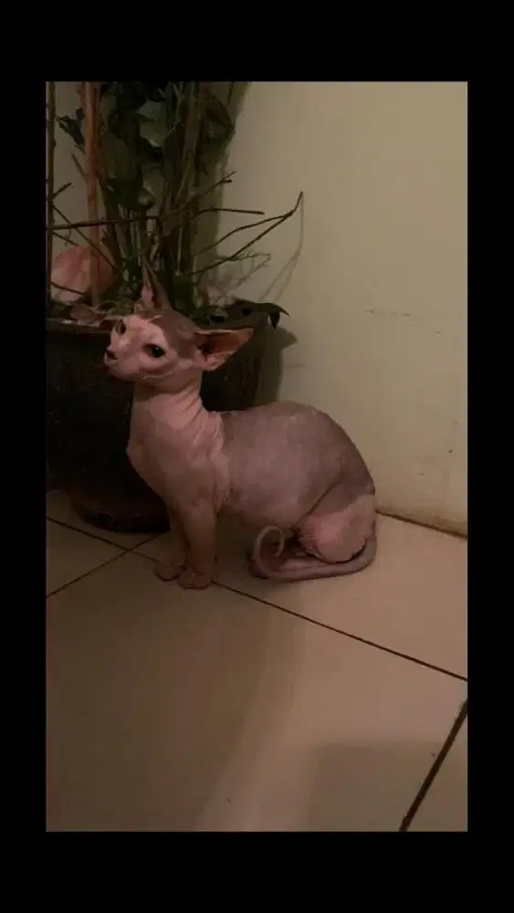 Kucing sphynx bambino hairless
