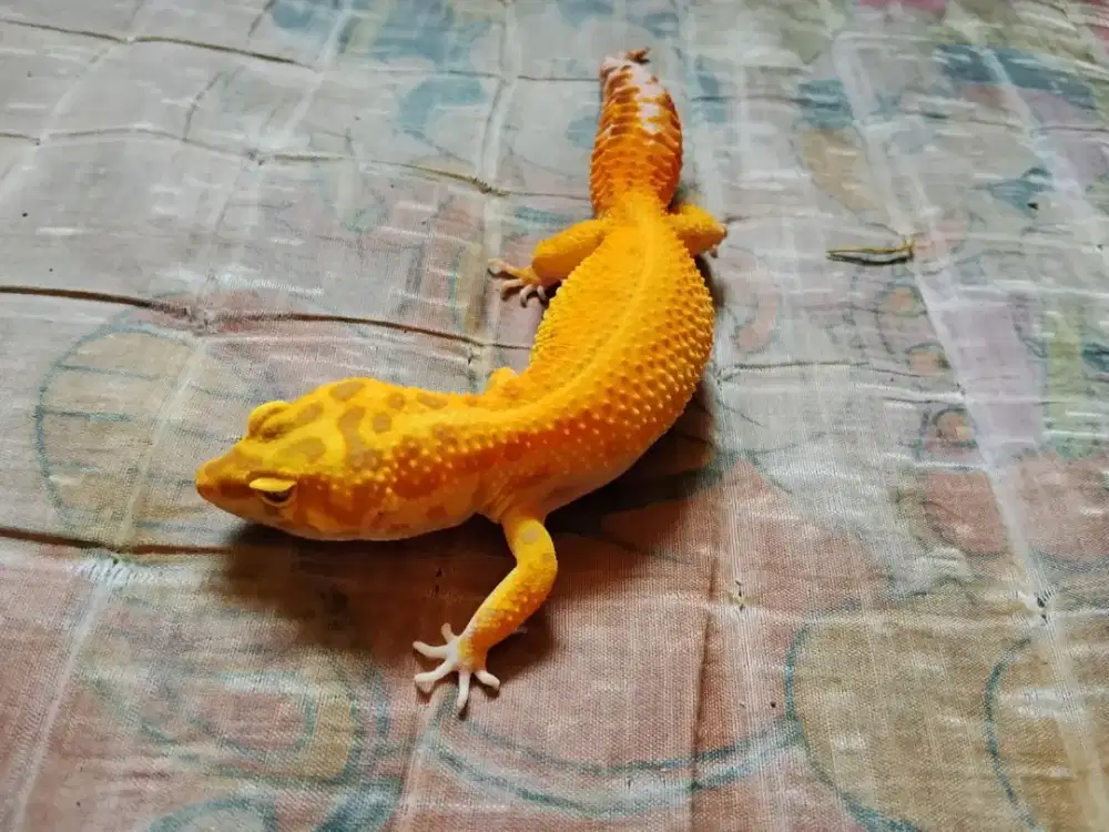 jual leopard geyko sepasang