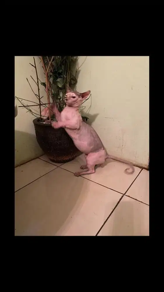 Kucing sphynx bambino hairless