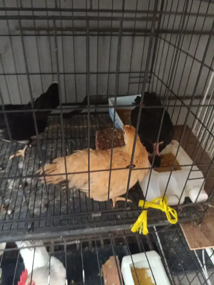 Dijual cepat anak ayam kate 3 ekor