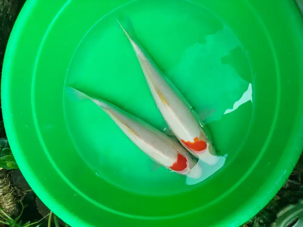 ready ikan koi nya bos 16 ekor borongan siap antar